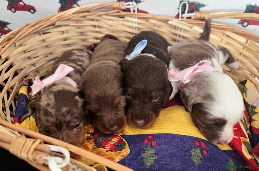 Dachshund dogs for sale: Dachshund  - Advert 7