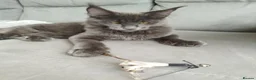 Maine Coon cats for sale: TICA MC kitten waiting for his forever home - Advert 8
