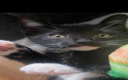Mixed Breed cats for sale: Last kitten remaining💙💙 - Image 1
