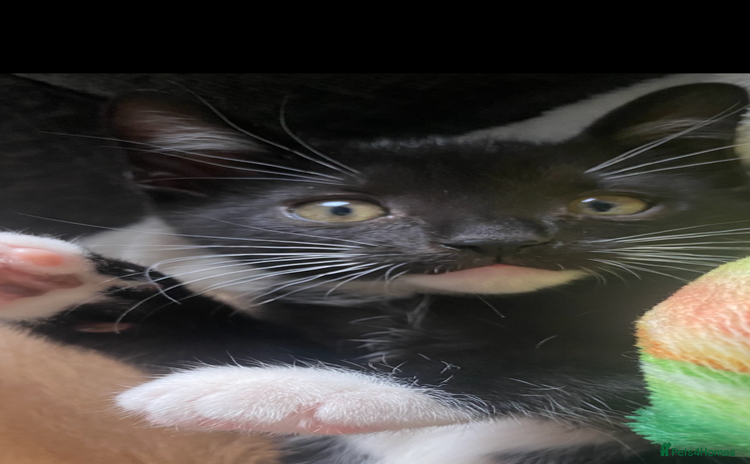 Mixed Breed cats - Advert 4