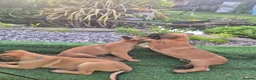 Belgian Shepherd Dog dogs for sale: Belgian Sheperd Malinois  in Nottingham - Advert 13