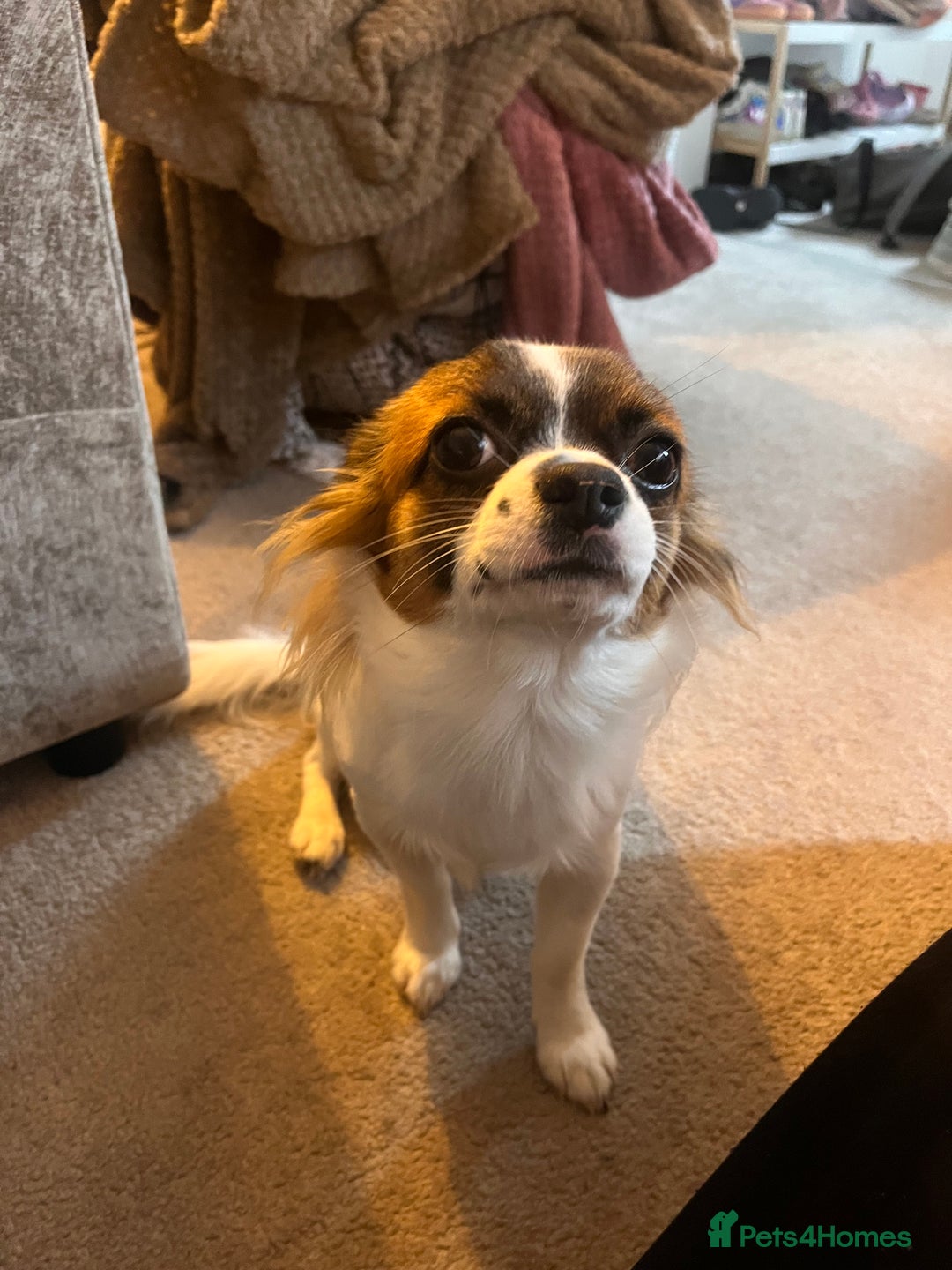 Chihuahua dogs for sale: Chihuahua 11 months old - Image 2