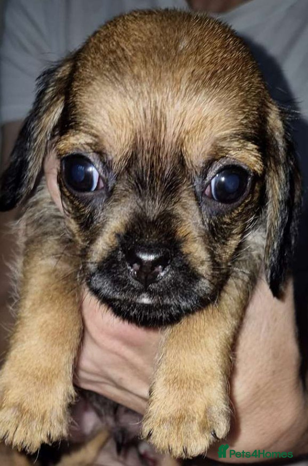 Mixed Breed dogs for sale: Dashound/Pug mix - Image 4
