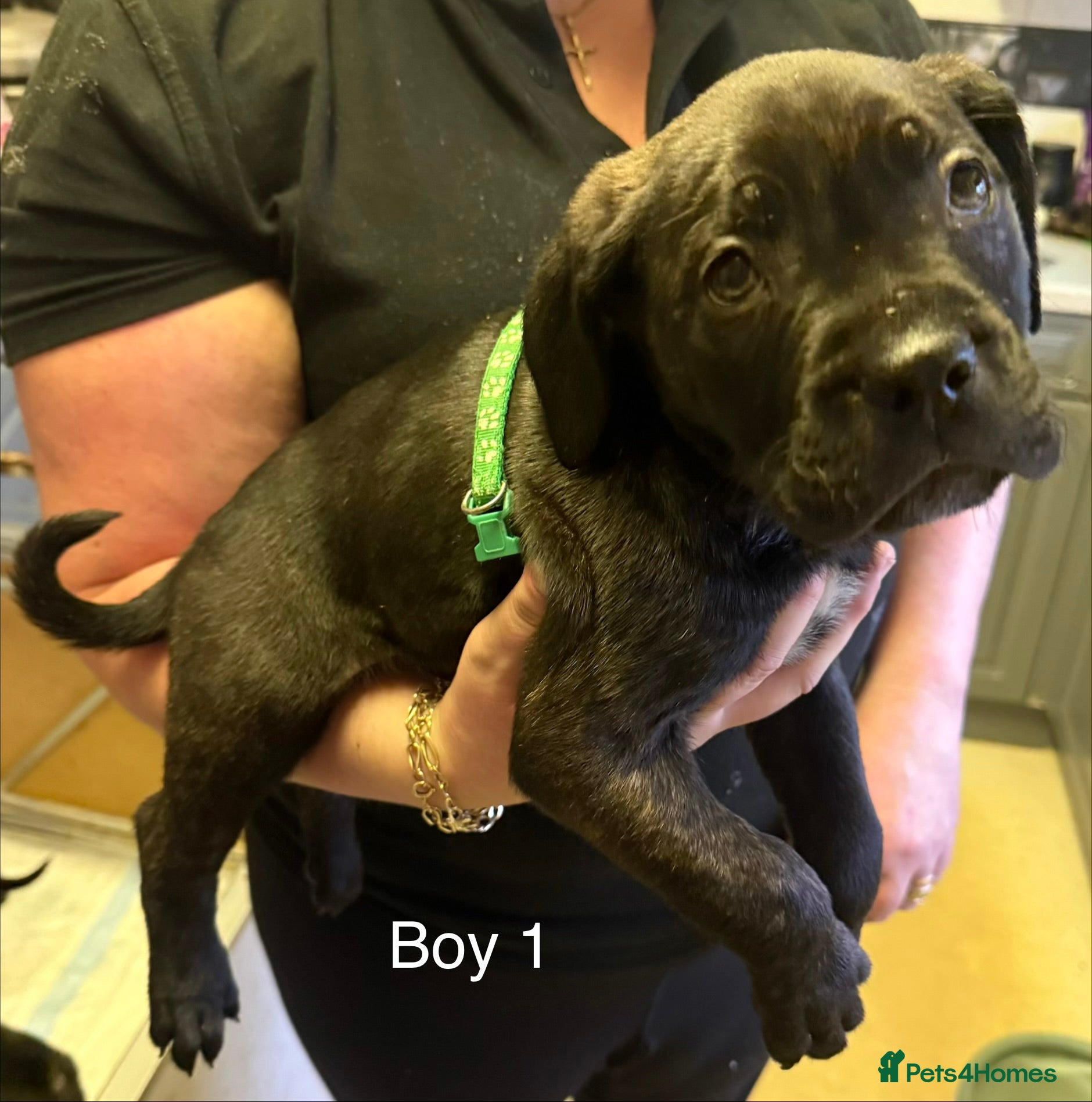 Cane Corso dogs Cane Corso puppies ready to go - Advert 8