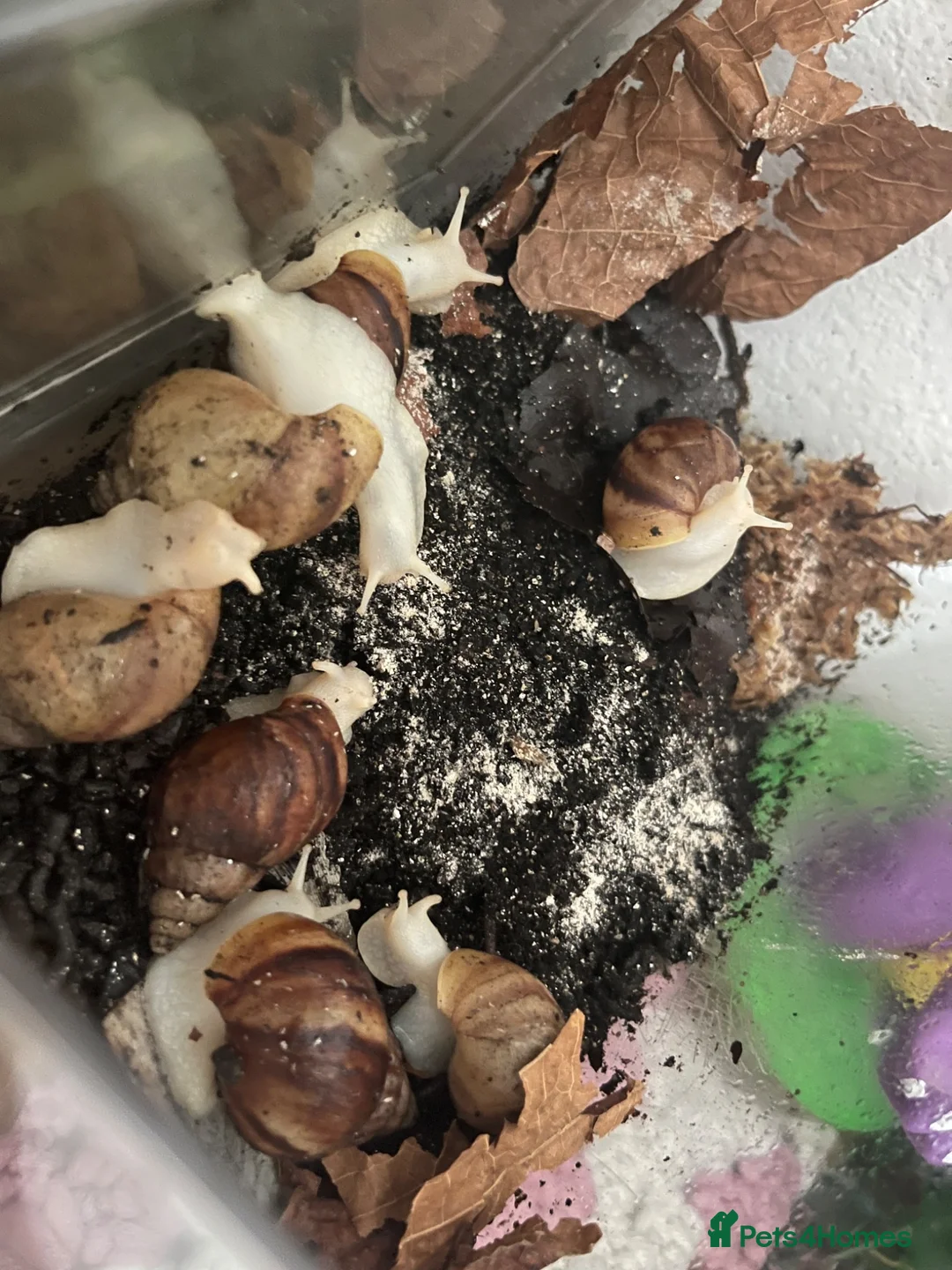 Snails invertebrates for sale: Giant African Land Snails(Achatina Albino Jadatzi) in Lincoln - Advert 1