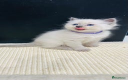 Ragdoll cats for sale: Ragdoll kittens for sale - Image 4