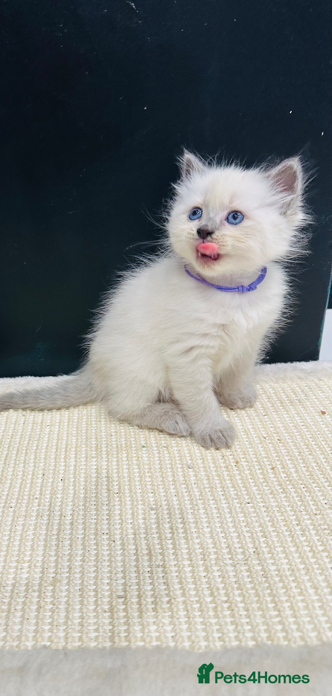 Ragdoll cats for sale: Ragdoll kittens for sale - Image 4