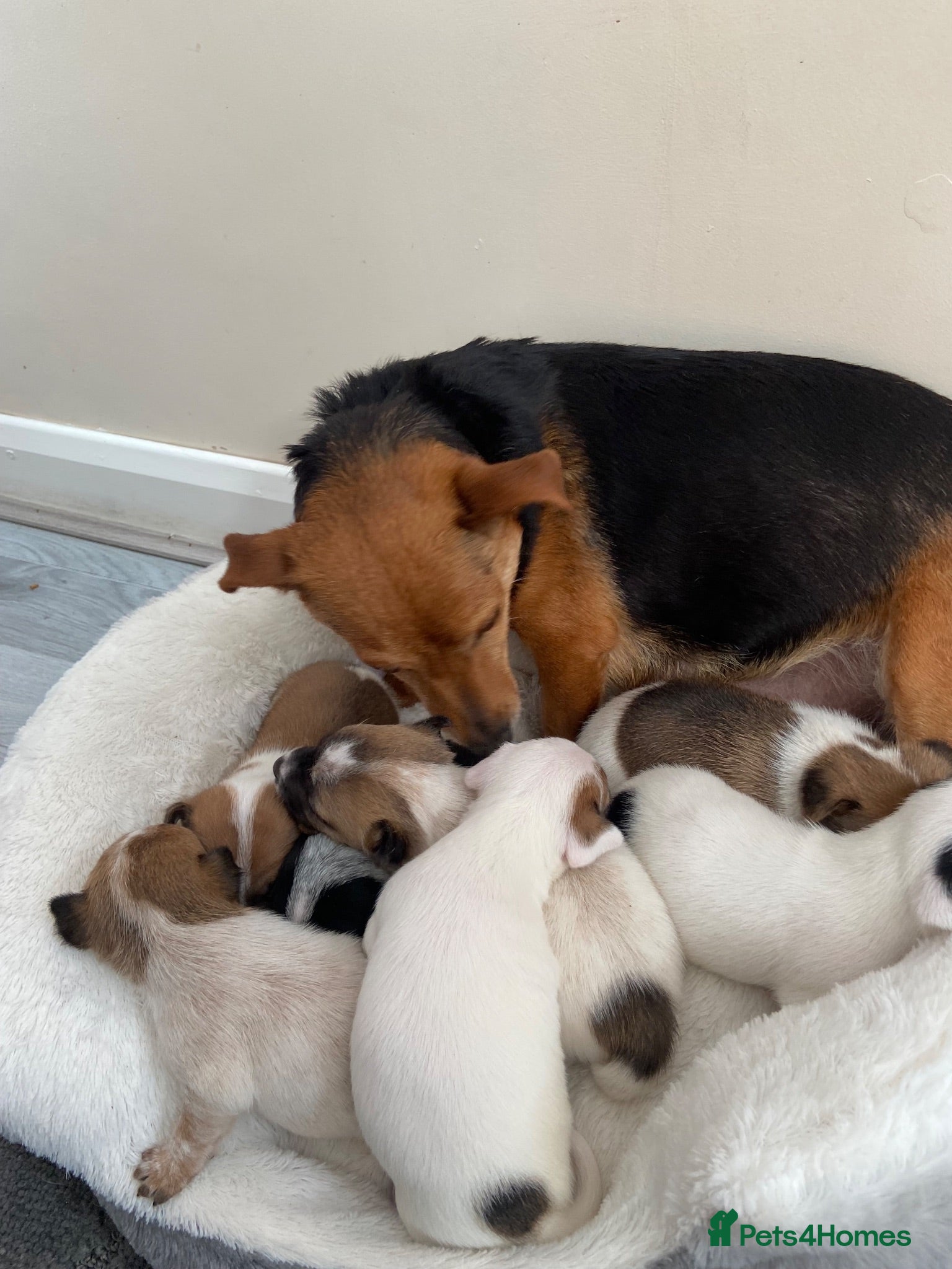 Jack Russell dogs Jackrussel pups  - Advert 18