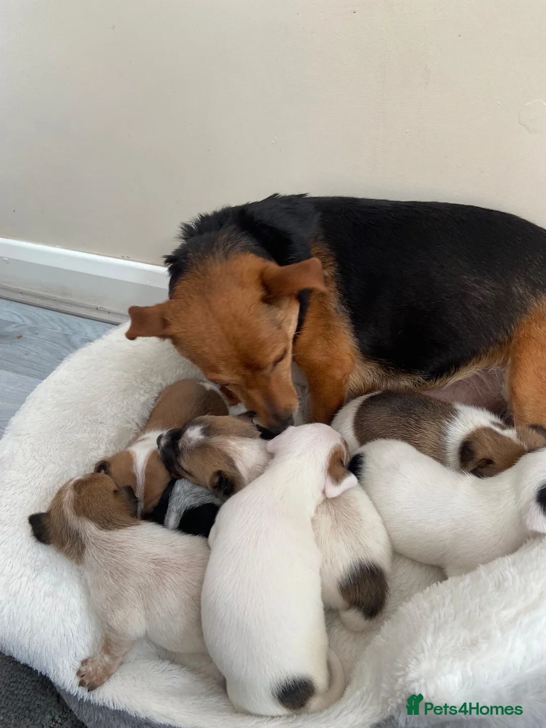 Jack Russell dogs for sale: Jackrussel pups  - Advert 1