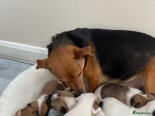 Jack Russell dogs Jackrussel pups - Advert 1