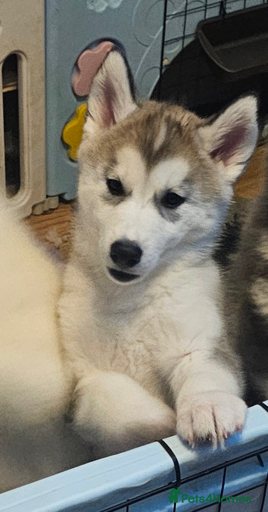 Siberian Husky dogs for sale: Husky girl looking for forever home - Advert 6