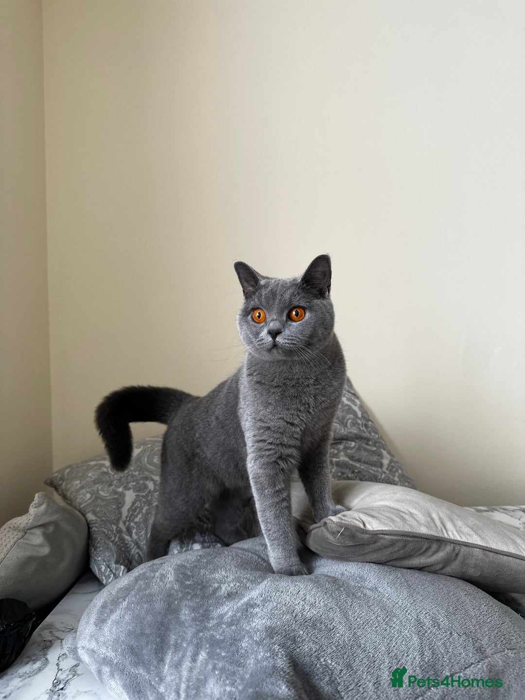 British Shorthair cats for sale: Adorable & Playful British Shorthair! - Image 3