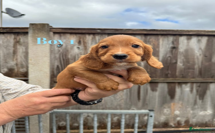 Cocker Spaniel dogs - Advert 10