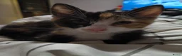 Domestic Shorthair cats for sale: 5 beautiful lovely kittens 🐾🐾 in Boston - Advert 35