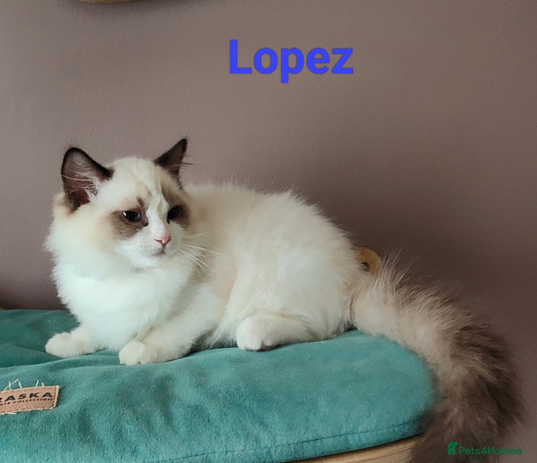 Ragdoll cats for sale:  READY NOW GCCF  REG. EUROPEAN  LINE BOYS   - Image 15