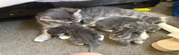 Norwegian Forest Cat cats for sale: Fluffy cuddles of joy ready now they are 9weeks  - Advert 1