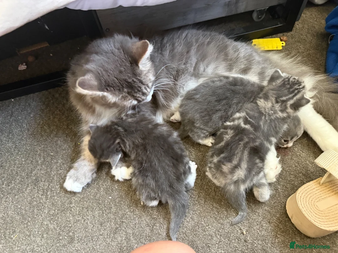 Norwegian Forest Cat cats for sale: Fluffy cuddles of joy ready now they are 9weeks  - Advert 1