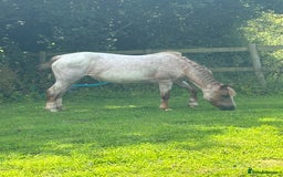 Welsh Section A horses for sale: Campion/ first lead rein section A - Image 1