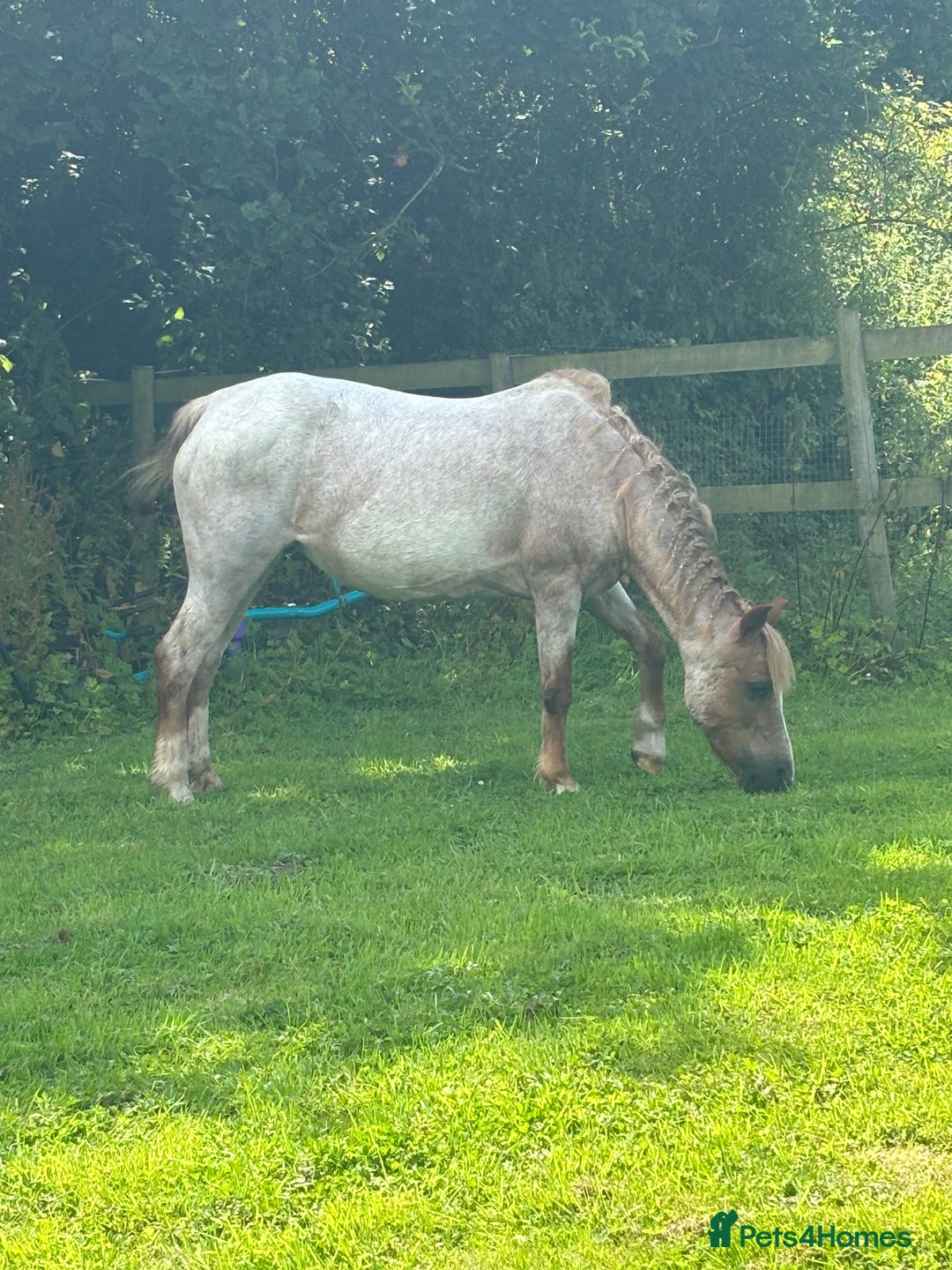 Welsh Section A horses for sale: Campion/ first lead rein section A - Image 1