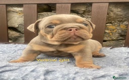 English Bulldog dogs for sale: KC REGISTERED LILAC & TAN ENGLISH BULLDOG PUPS - Image 16