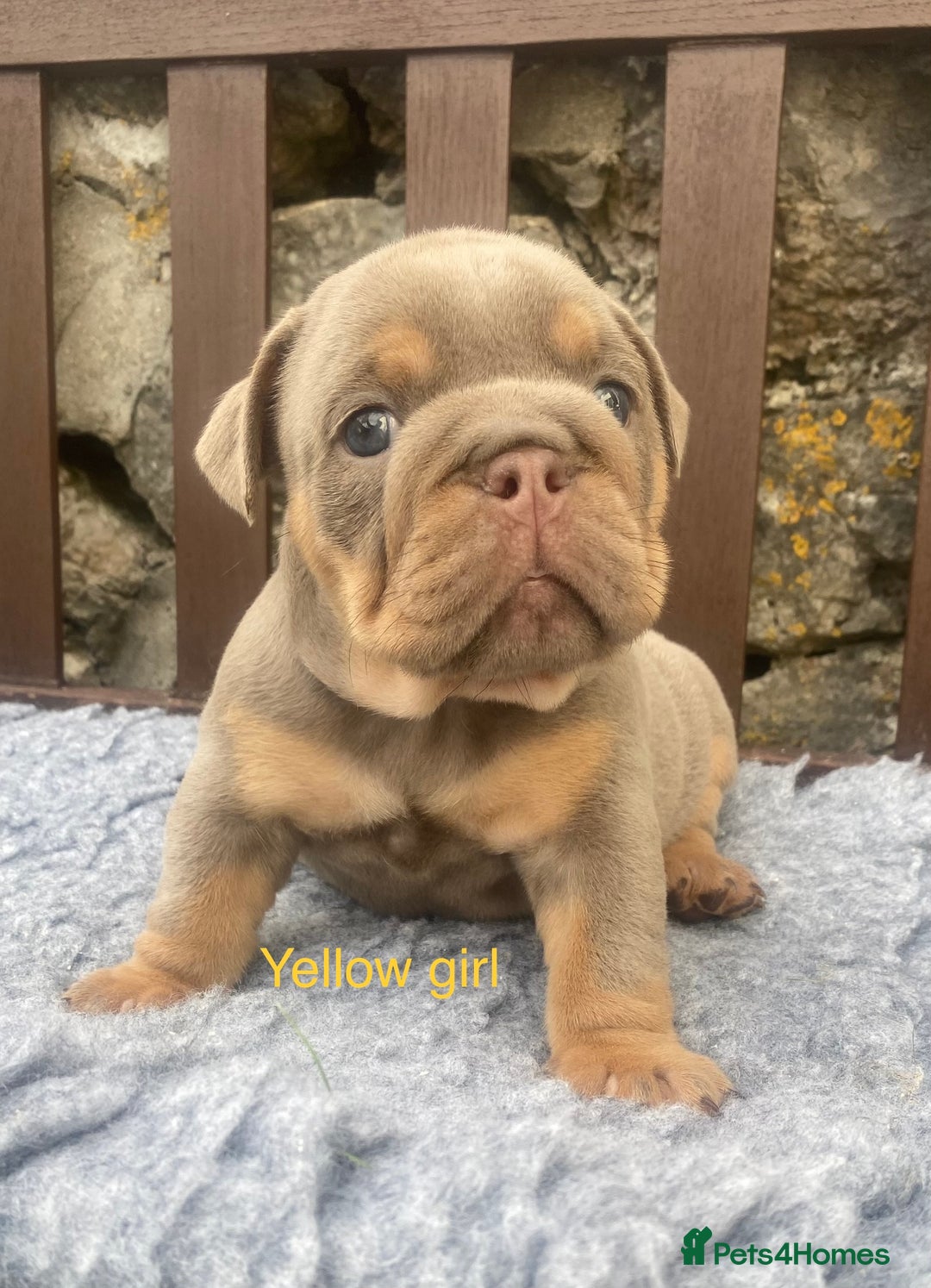 English Bulldog dogs for sale: KC REGISTERED LILAC & TAN ENGLISH BULLDOG PUPS - Image 16
