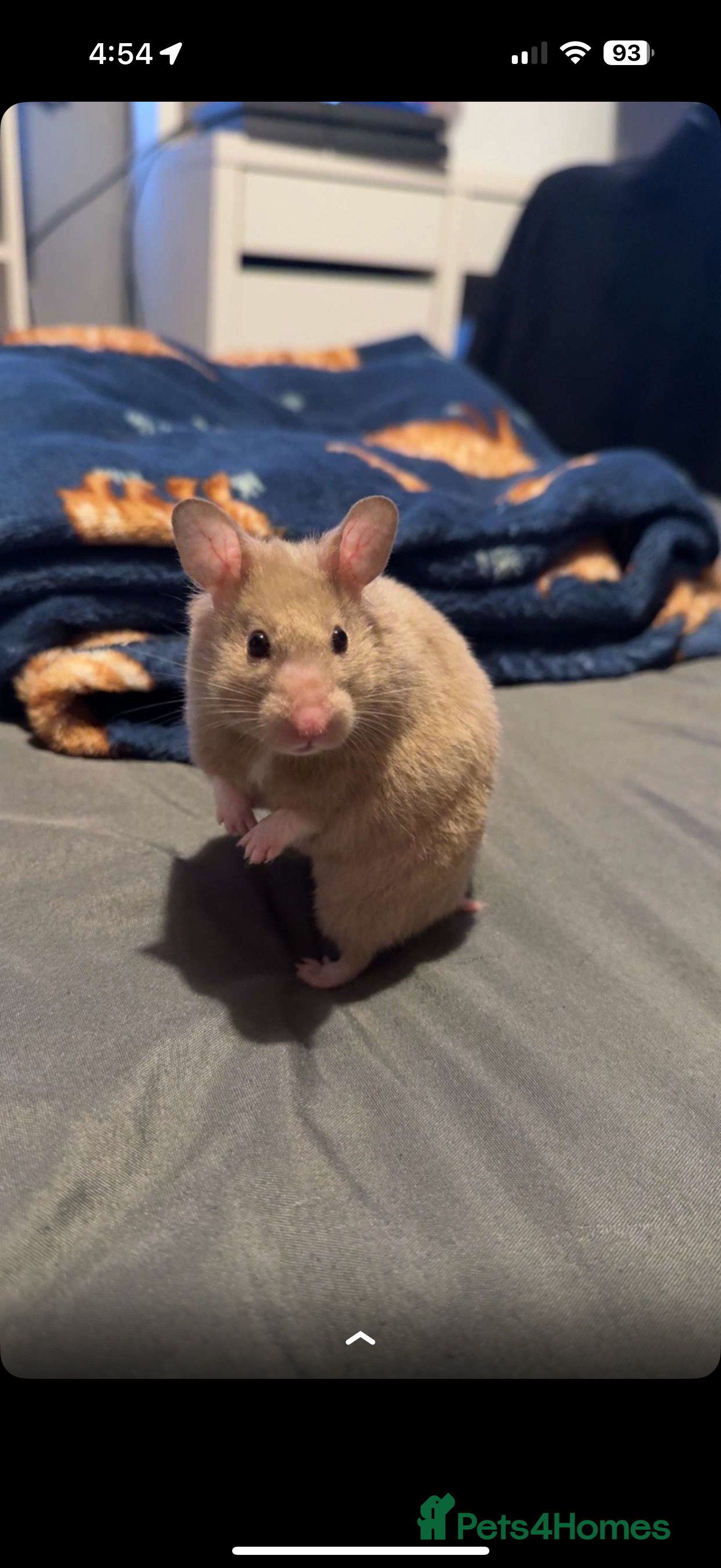 Hamster rodents 1 hamster - Advert 11