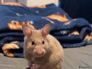 Hamster rodents 1 hamster - Advert 11