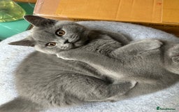 British Shorthair cats for sale: My 3 cute girls are ready to find new family💗  - Image 14