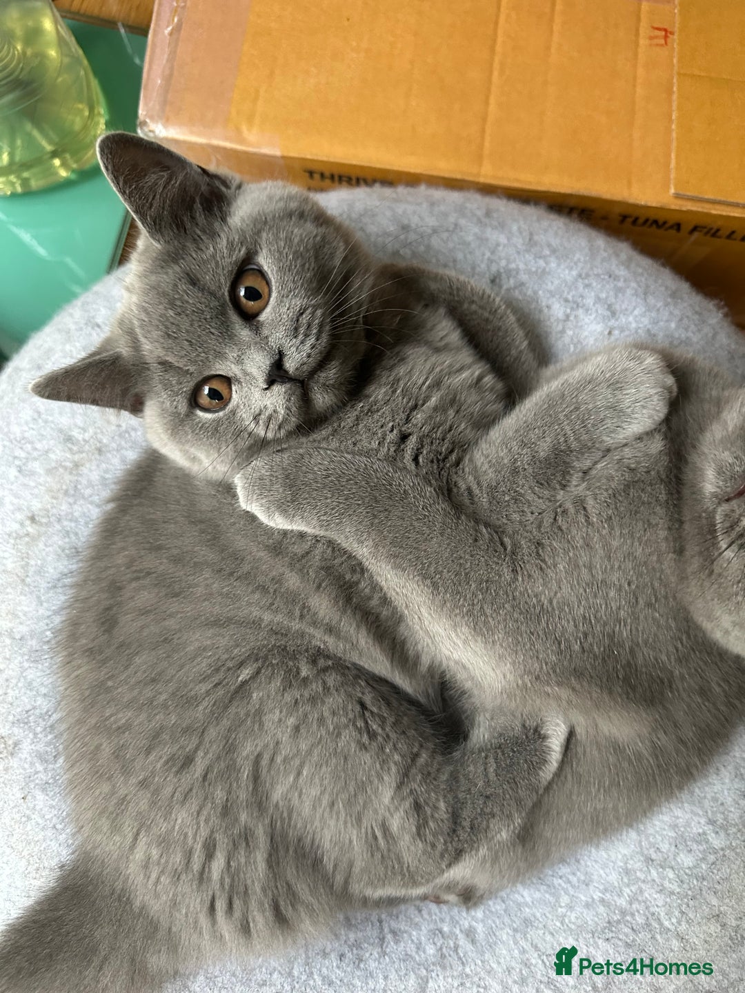 British Shorthair cats for sale: My 3 cute girls are ready to find new family💗  - Image 14