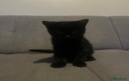 British Shorthair cats for sale: Black and white kittens! - Image 10