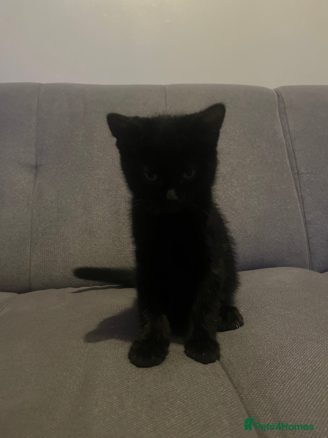 British Shorthair cats for sale: Black and white kittens! - Image 10