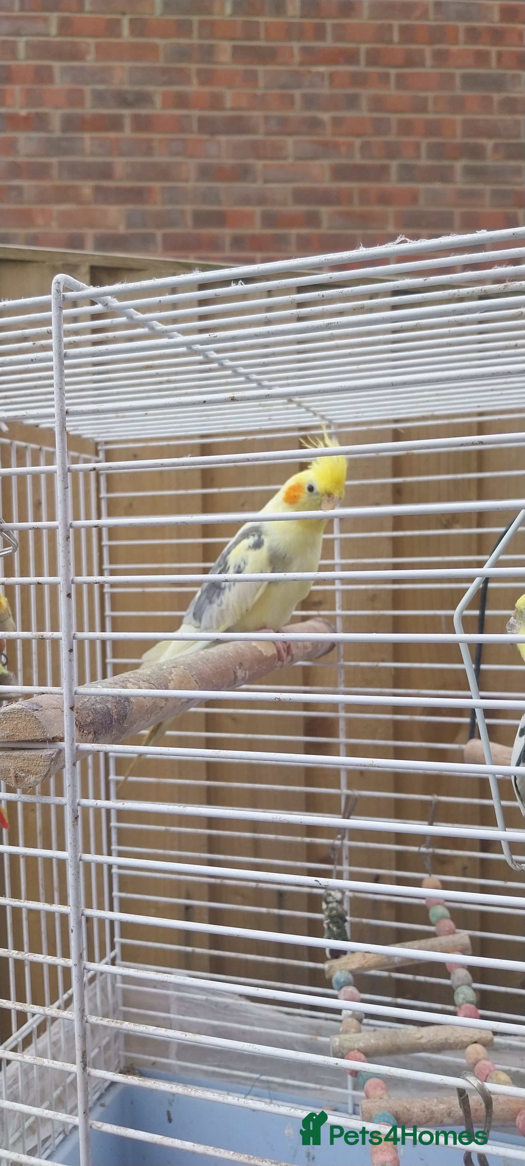 Cockatiels birds Stunning male cocktails  in Leamington Spa - Advert 10