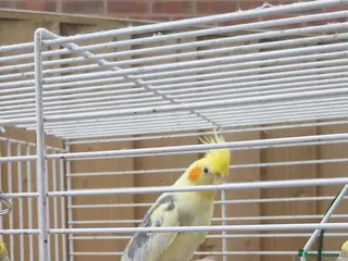 Cockatiels birds Stunning male cocktails in Leamington Spa - Advert 1