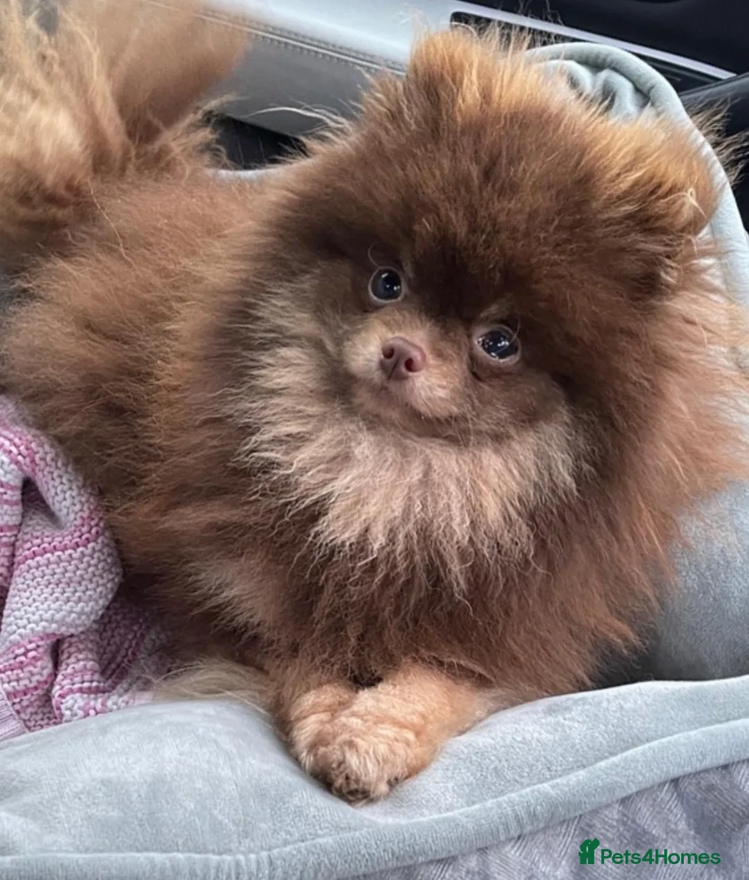 Pomeranian dogs for stud: Biggest Quality Pom StudTeam In uk  in Pontefract - Advert 21