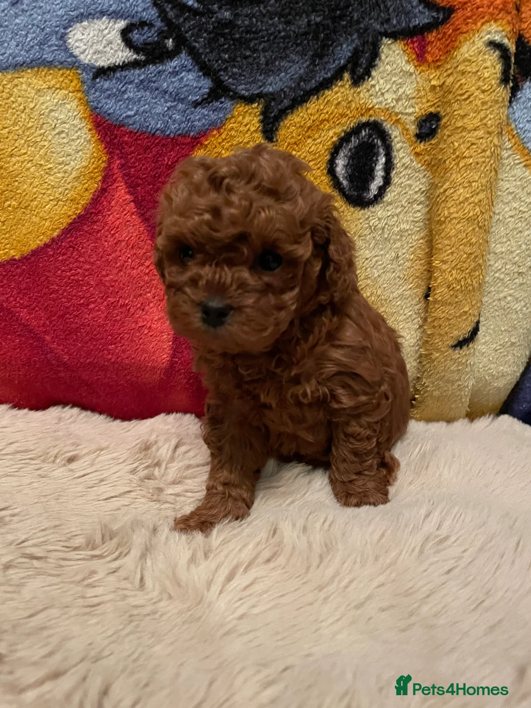 Toy Poodle dogs for sale: Gorgeous Red Toy Poodle Puppies  - Advert 3