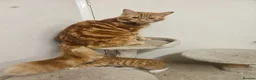 Domestic Shorthair cats for sale: Two 9 month old males - Advert 7