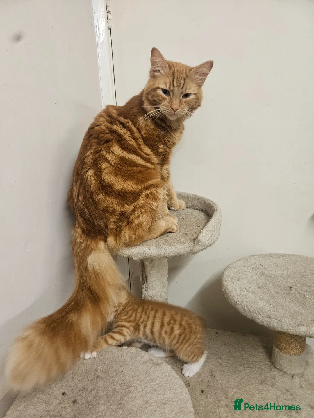 Domestic Shorthair cats for sale: Two 9 month old males - Advert 7
