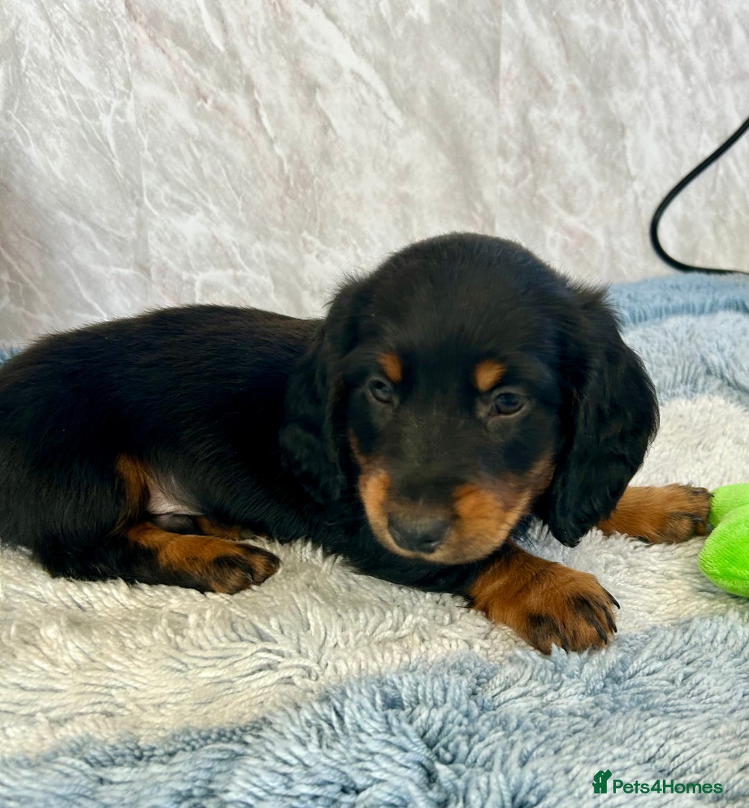 Miniature Dachshund dogs for sale: Miniature dachshund puppies  - Image 8