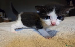 Mixed Breed cats for sale: Stunning kittens available Leicestershire  - Image 2