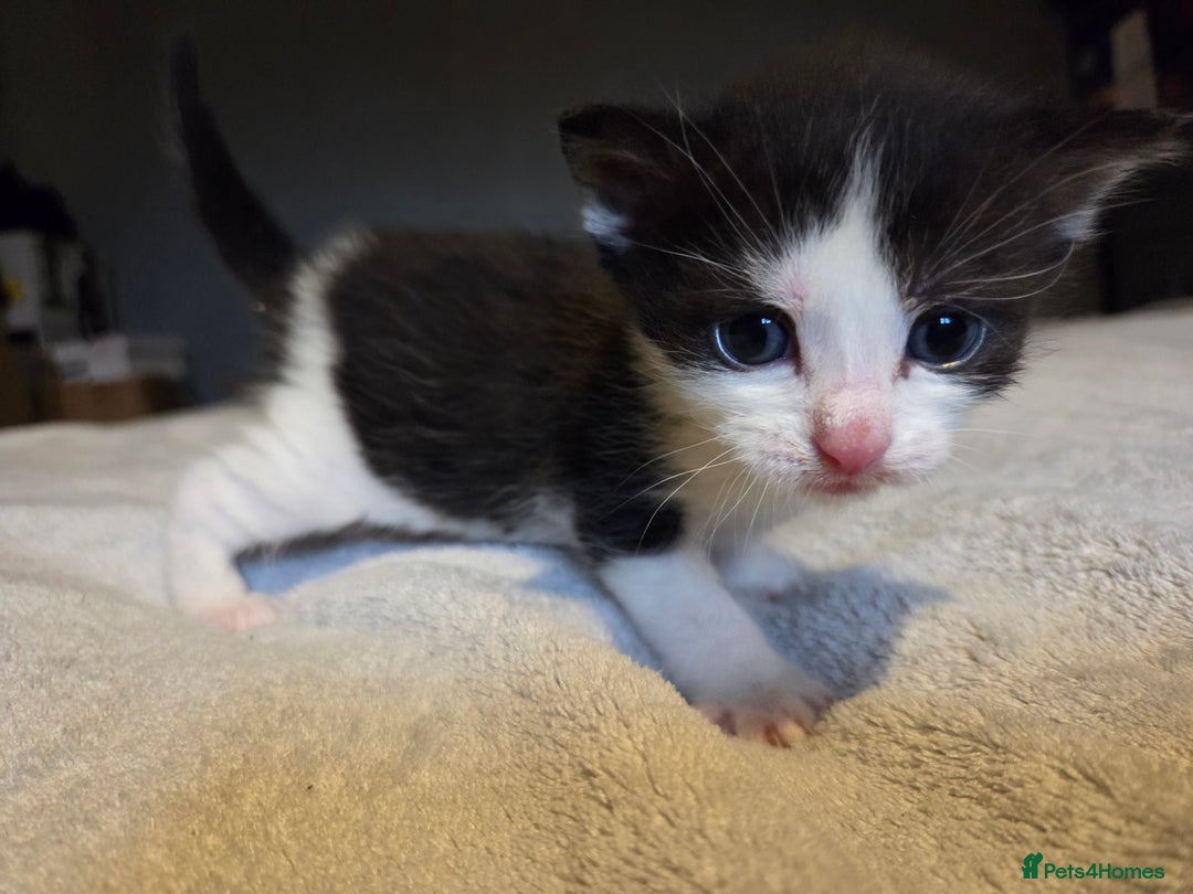 Mixed Breed cats for sale: Stunning kittens available Leicestershire  - Image 2