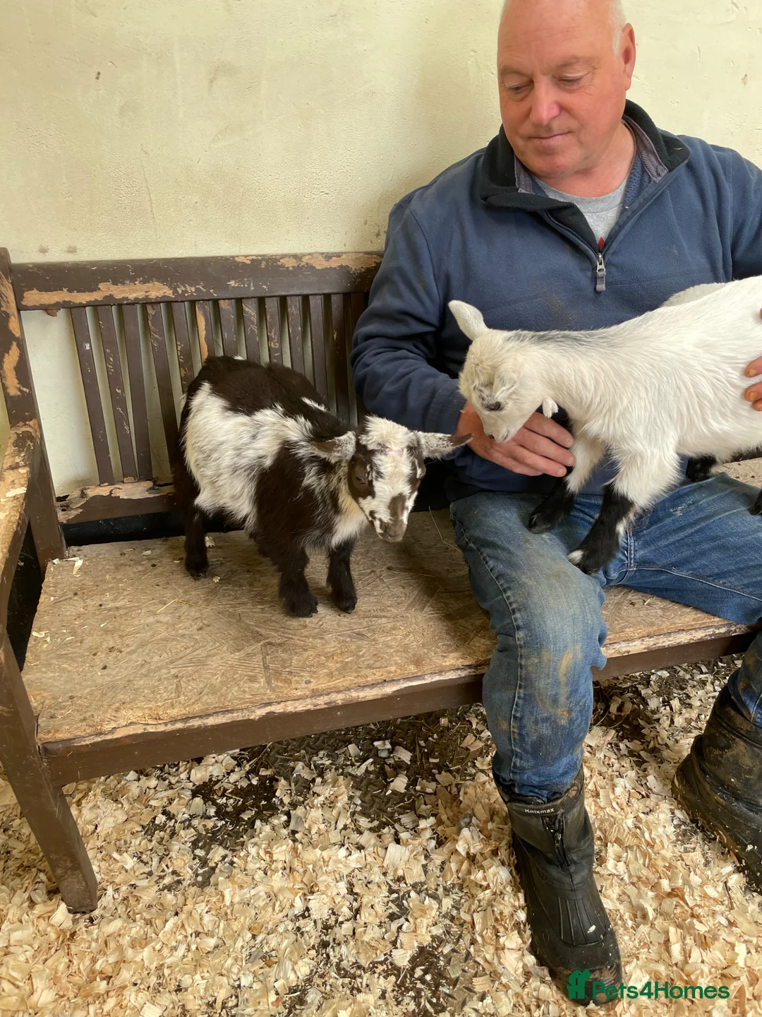 Goats livestock for sale: Disbudded Female Pygmy Goats Very Tame - Advert 8
