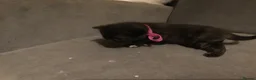 Mixed Breed cats for sale: Black kittens - Advert 9