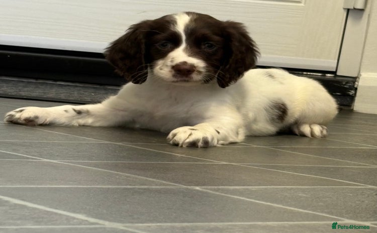 Cocker Spaniel dogs - Advert 8