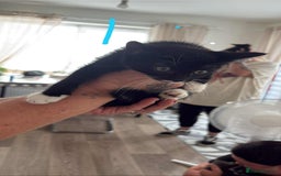 Mixed Breed cats for sale: 4 kittens - Image 3