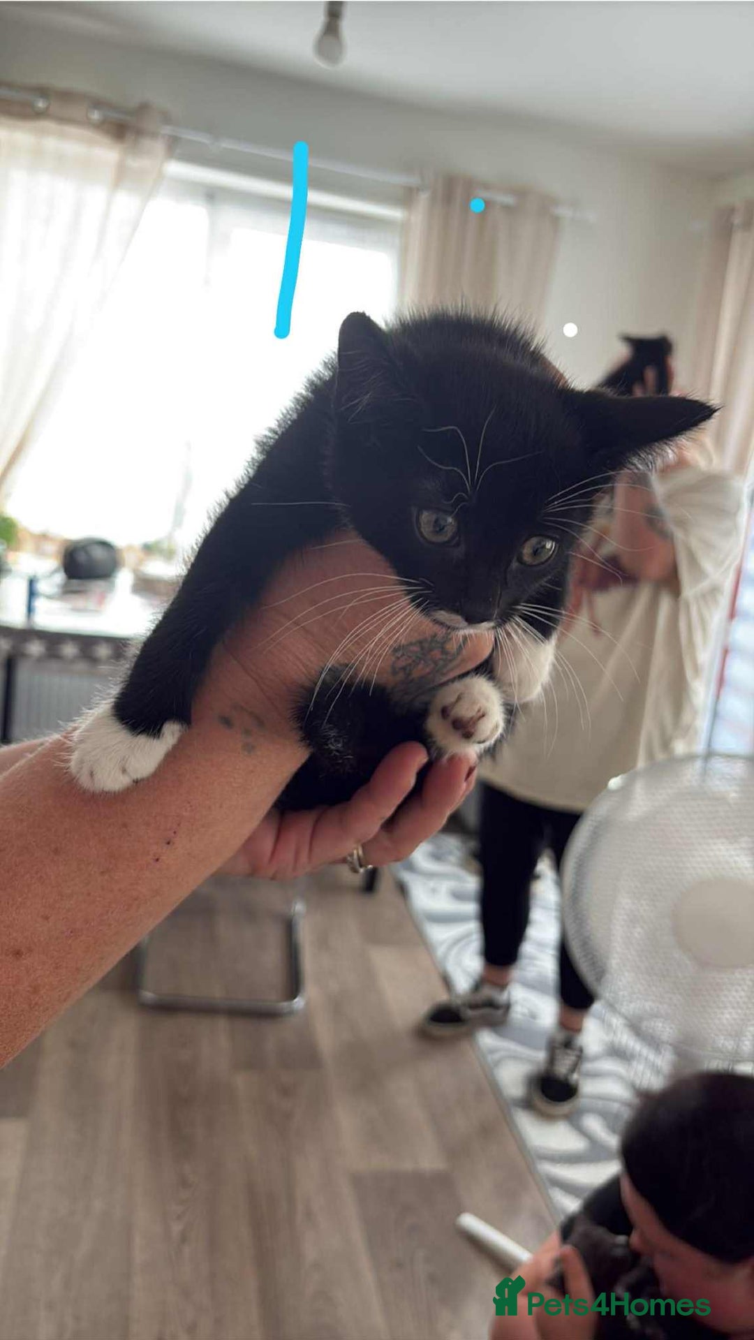 Mixed Breed cats for sale: 4 kittens - Image 3