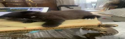 British Longhair cats for sale: Adorable British Long Hair Kittens (Girl & Boy)  - Advert 37