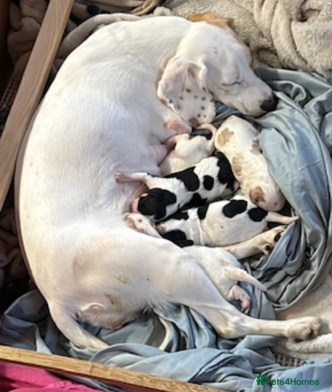 Mixed Breed dogs for sale: Cocker-Jack xCavalier King Charles Spaniel Puppies - Advert 2