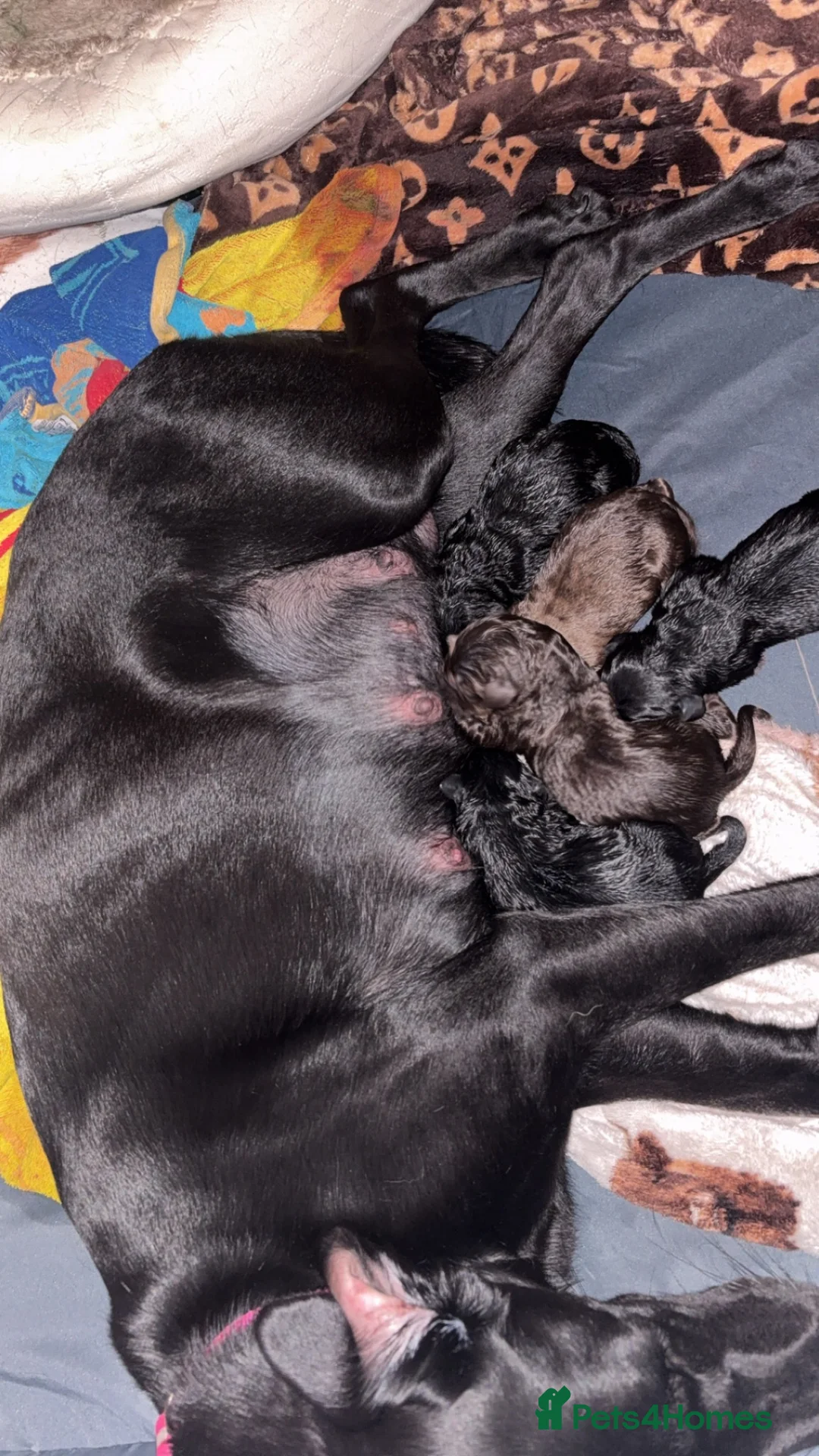 Labrador Retriever dogs for sale: Black lab puppies - Advert 4
