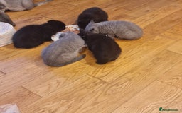 Scottish Fold cats for sale: Scottish Folds  4 Male 1 Female - Image 8