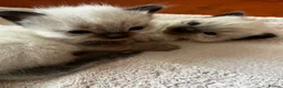 Ragdoll cats for sale: Kittens for sale  in Newcastle upon Tyne - Advert 9